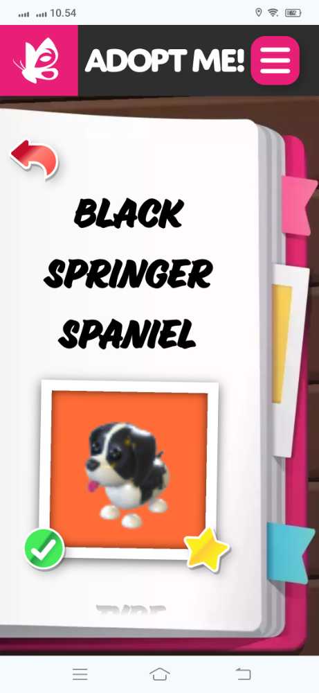 Adoption Application Springer Adoption Black Springer Spaniel NFR