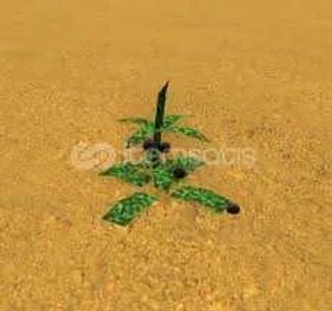 100x Dogbane Herbs | bridger:WESTERN